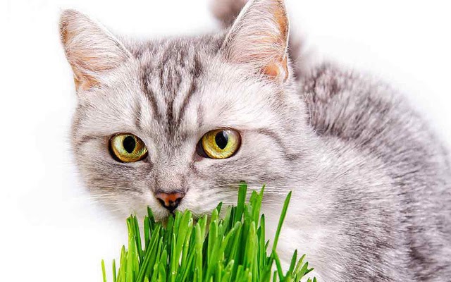 Mèo chơi cỏ phê pha cả ngày thật thú vị